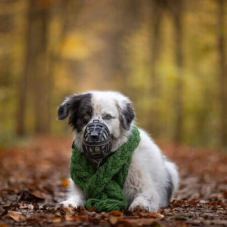 Hund mit Maulkorb und grünem Schal sitzt ruhig im herbstlichen Wald – Symbolbild für Vorbereitung auf den Wesenstest