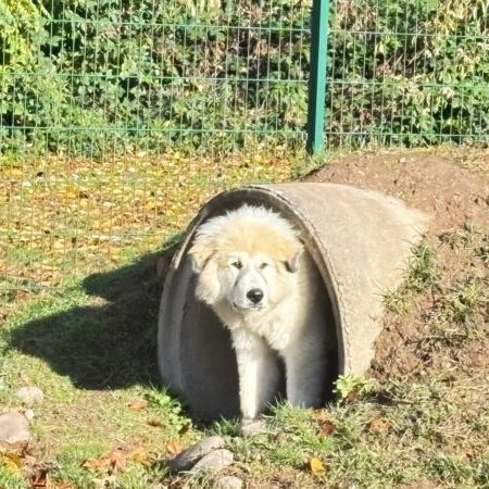 Ein heller, flauschiger Welpe steht neugierig in einem halbrunden Betontunnel auf einer Wiese. Im Hintergrund ist ein grüner Metallzaun zu sehen, Herbstlaub liegt auf dem Boden.