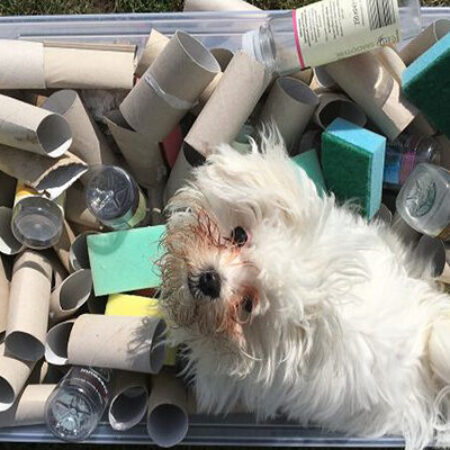 Kleiner weißer Welpe sitzt in einer Kiste mit Kartonrollen und Alltagsgegenständen – Umwelttraining, Neugier und Selbstvertrauen im Welpenzentrum