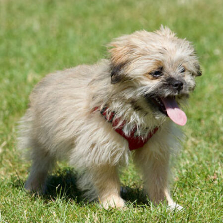 Kleiner Welpe mit rotem Geschirr steht auf einer Wiese und schaut aufmerksam – Welpentraining für einen sicheren Start im Welpenzentrum.“