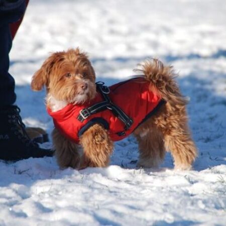 Kleiner Hund im roten Mantel steht im Schnee neben einer Person – Alltagstraining und Umweltsicherheit auch bei Winterwetter.“
