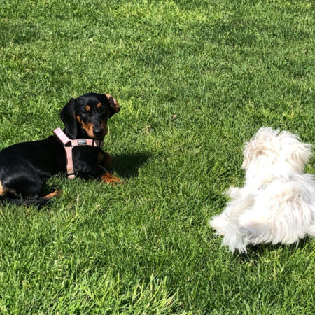 Zwei Welpen auf einer grünen Wiese – ein schwarzer Dackelwelpe mit rosa Geschirr und ein weißer, flauschiger Welpe beim gemeinsamen Beobachten/Spielstart.“