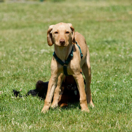 Zwei Welpen beim Spiel auf einer Wiese – ein heller Welpe im Vordergrund, ein dunkler Welpe darunter; Sozialisierung und Grenzen lernen im Welpenzentrum