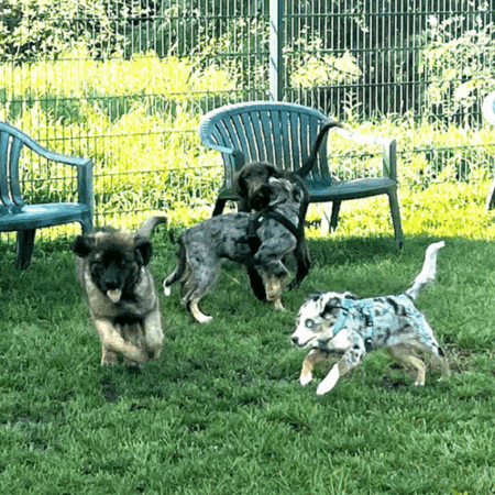 Mehrere Welpen rennen und spielen auf einer eingezäunten Wiese – kontrollierte Welpengruppe und Sozialisierung im Welpenzentrum.