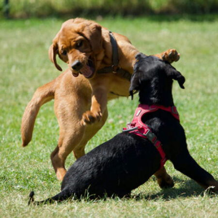 Zwei Welpen spielen ausgelassen auf einer Wiese – ein brauner Welpe und ein schwarzer Welpe mit rotem Geschirr in der Welpensozialisierung.“