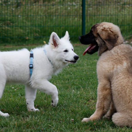 Ein weißer Welpe mit blauem Halsband spielt auf einer grünen Wiese mit einem größeren, braun-schwarzen Welpen; im Hintergrund ist ein grüner Metallzaun zu sehen.
